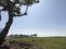 Tree with Birds on Grassy Knoll