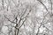 Tree black bare branches covered with white snow winter pattern