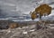 Tree in the Black Canyon of the Gunnison, CO