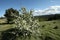 Tree in bloom in a meadow in spring, Aude in France