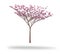 The tree is blooming, pink flowers in full bloom, no leaves, beautiful branches isolated