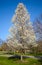 Tree in Blossom