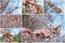 Tree in blossom in early spring; photo collage