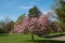 Tree in blossom, photographed near the walled garden at Eastcote House Gardens, London Borough of Hillingdon, UK.