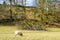 Tree blown down by storm on rural wooded hillside with sheep, drystone wall and blue sky, Lake District