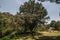 Tree with blown glass bottles hanging over it, in a traditional Mexican landscape