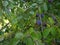 A tree of blue plum with abundant fruit harvest