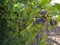 A tree of blue plum with abundant fruit harvest