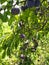 A tree of blue plum with abundant fruit harvest