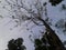 Tree and blue sky