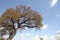 Tree with blue sky and clouds