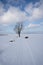 tree and a boat stand on the shore of a snowy lake