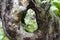Tree bole and moss, mossy tree in forest, Hollow in the tree trunk
