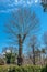 Tree in the Botanical Garden of Odessa, Ukraine