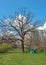 Tree in the Botanical Garden of Odessa, Ukraine