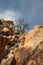 Tree and Boulders