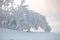 A tree bowing under the weight of snow. Trees in white and lush frost. Christmas fairy tale