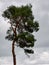 Tree bowing in the wind on a cloudy summer day