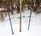 Tree braced by metal stakes and cables.