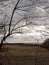 tree branch autumn winter silhouette farm field barren