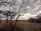 tree branch autumn winter silhouette farm field barren