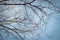 Tree Branch on blue Winter Sky seasan abstract weather