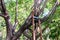 Tree branch bracing with steel in garden