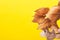 Tree branch with brown dry leaves eucalyptus twig on bright yellow background. Autumn fall Thanksgiving back to school concept