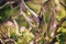 Tree branch with buds background, spring. image spring tree branch on gentle soft background outdoors. Floral background