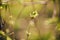 Tree branch with buds background, spring. image spring tree branch on gentle soft background outdoors. Floral background