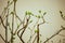 Tree branch with buds background, spring. image spring tree branch on gentle soft background outdoors. Floral background