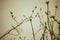 Tree branch with buds background, spring. image spring tree branch on gentle soft background outdoors. Floral background