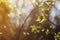 Tree branch with buds with bright light background in the spring forest. selective focus. copy space