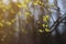 Tree branch with buds with bright light background in the spring forest. selective focus. copy space