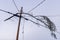 Tree branch caught in overhead powerline