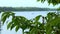 Tree branch close up and a pontoon on a Minnesota lake in the distance.