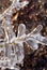 Tree Branch Covered in Ice