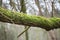 Tree branch covered with moss