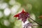 Tree branch with dark red leaves, Acer platanoides, the Norway maple Crimson King. Red Maple acutifoliate Crimson King, young