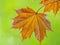 Tree branch with dark red leaves, Acer platanoides, the Norway maple Crimson King. Red Maple acutifoliate Crimson King, young