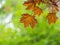 Tree branch with dark red leaves, Acer platanoides, the Norway maple Crimson King. Red Maple acutifoliate Crimson King, young