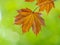 Tree branch with dark red leaves, Acer platanoides, the Norway maple Crimson King. Red Maple acutifoliate Crimson King, young