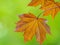 Tree branch with dark red leaves, Acer platanoides, the Norway maple Crimson King. Red Maple acutifoliate Crimson King, young