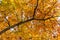 A tree branch with dying orange leaves in autumn