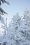 Tree branch filled with snow in Finnish Lapland