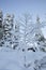 Tree branch filled with snow in Finnish Lapland