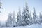 Tree branch filled with snow in Finnish Lapland