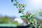 Tree branch. Flower on a tree in spring. Blossoming trees. On the background of the sky are the rays of the sun. Apple