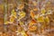 Tree branch with frost-dried leaves on a blurred background