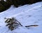 A Tree Branch with Green Leaves fallen on Land covered by Snow - Abstract Natural Landscape